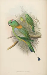 Prioniurus setarius = Prioniturus platus
